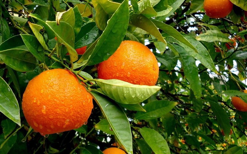 Oranges on a Tree — Orange, Fresh, Afternoon