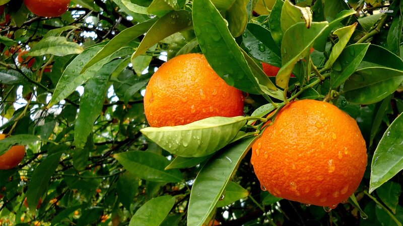 Oranges on a Tree — Orange, Fresh