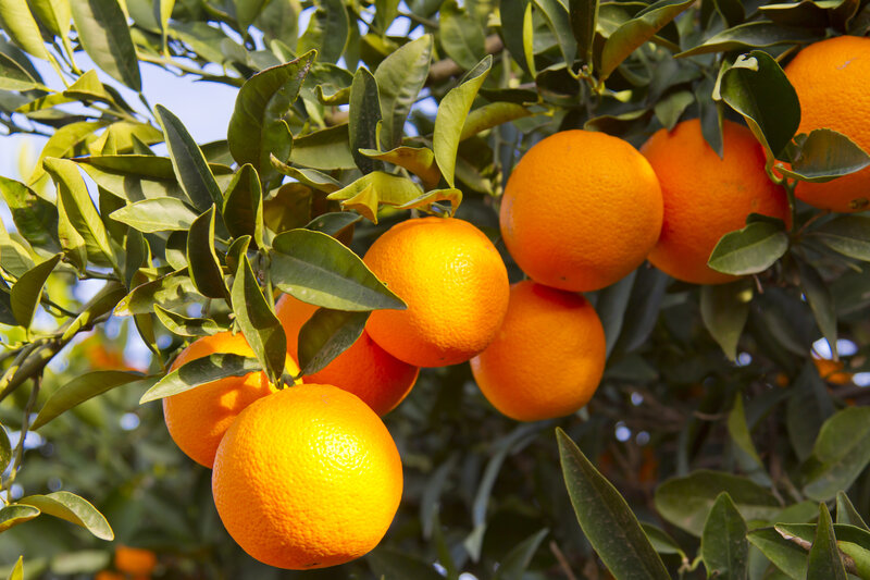 Oranges on a Tree — Orange, Natural, Afternoon, Photograph