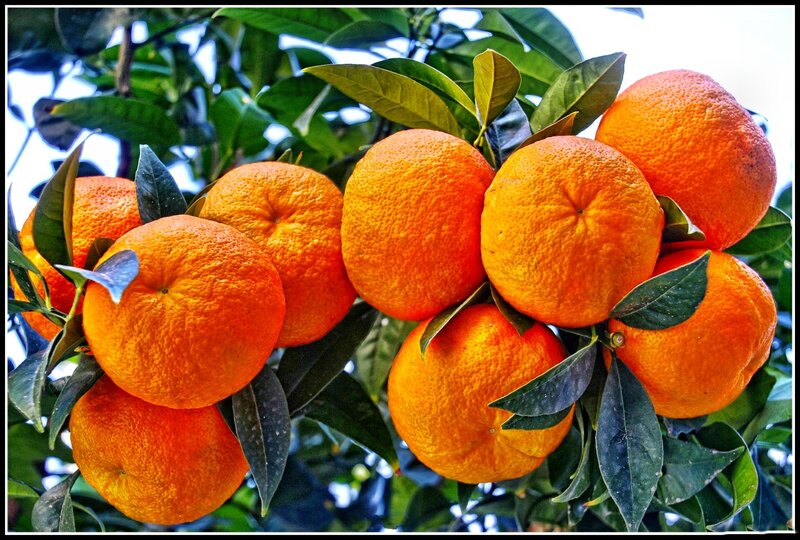 Oranges on a Tree — Orange, Natural, Afternoon