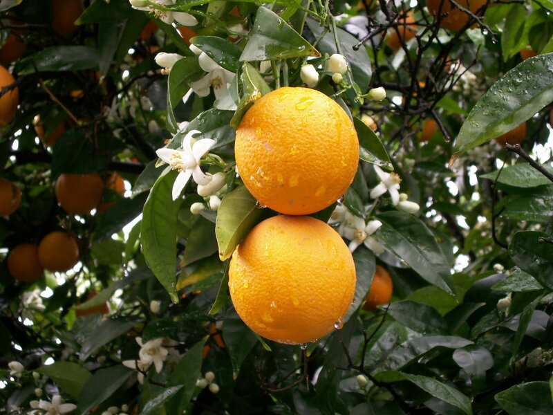 Oranges on a Tree — Orange, Natural