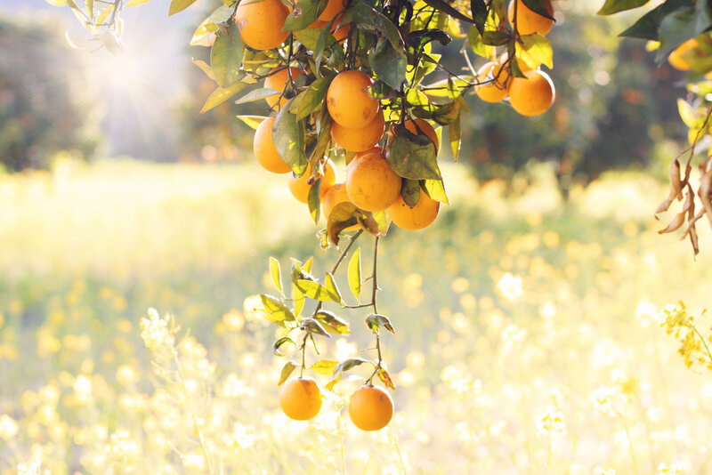 Oranges on a Tree — Orange, Serene