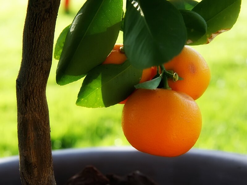 Oranges on a Tree — Orange