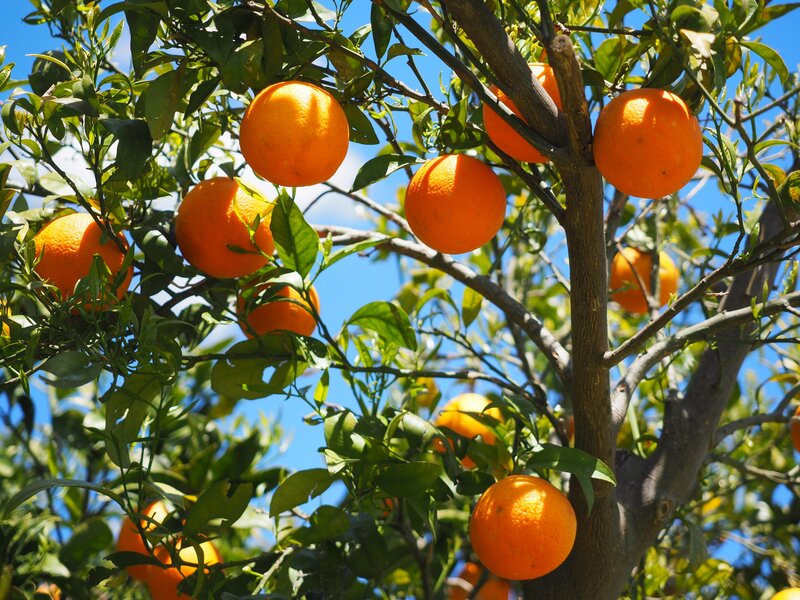 Oranges on a tree