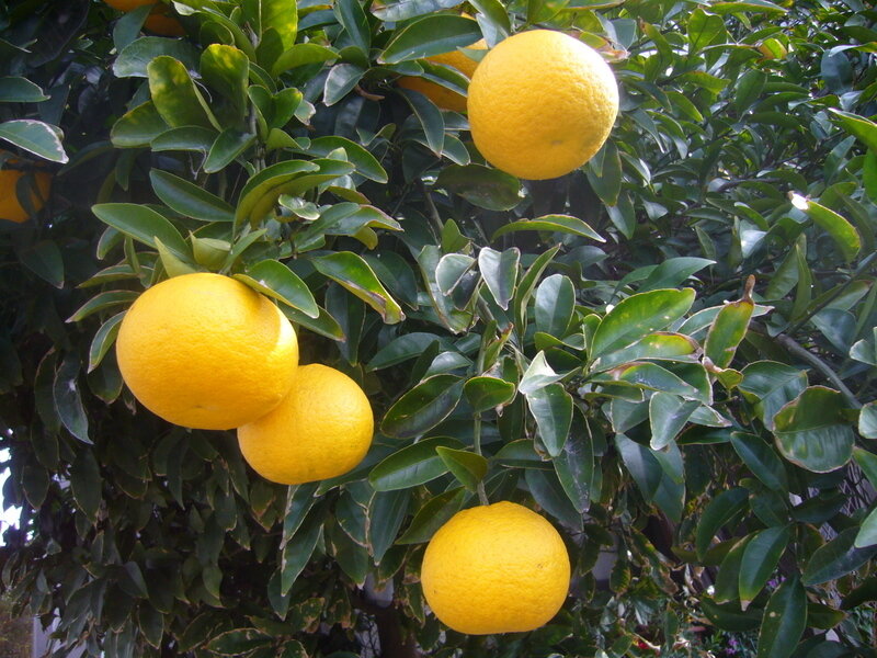 Oranges on a Tree — Yellow