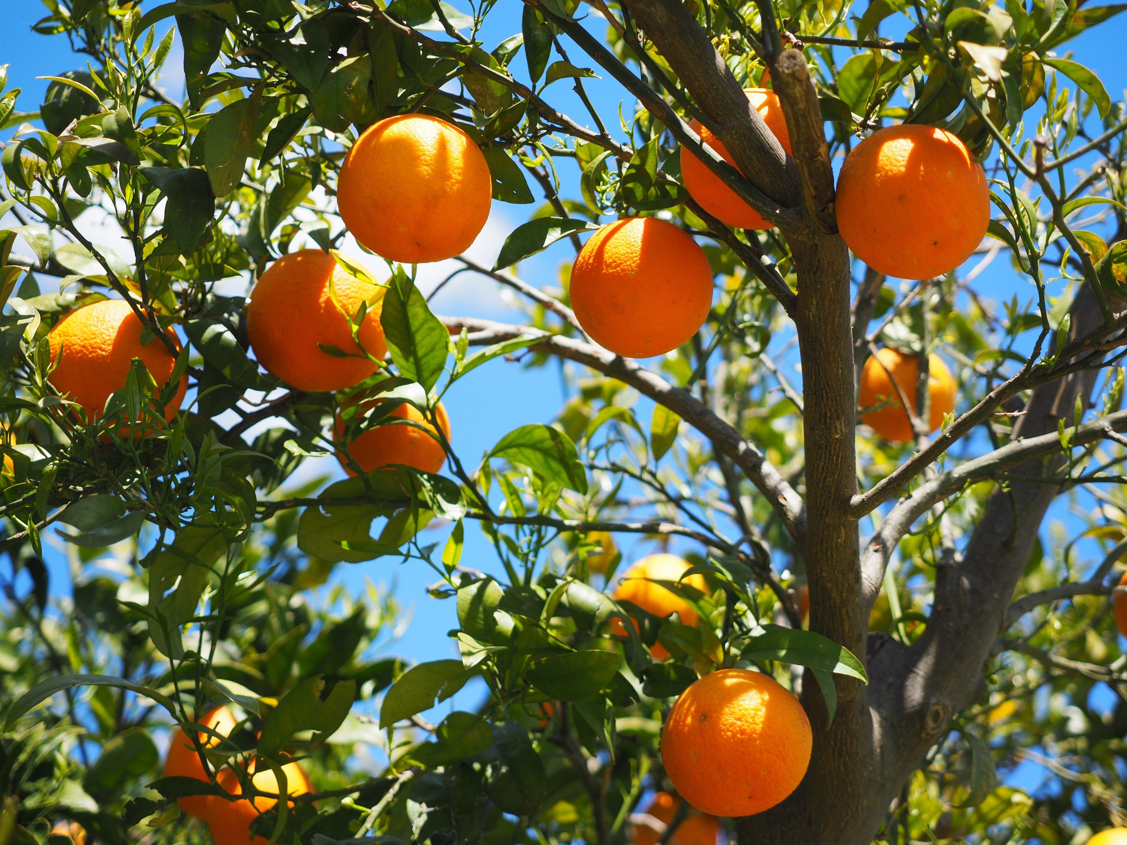 Oranges on a tree