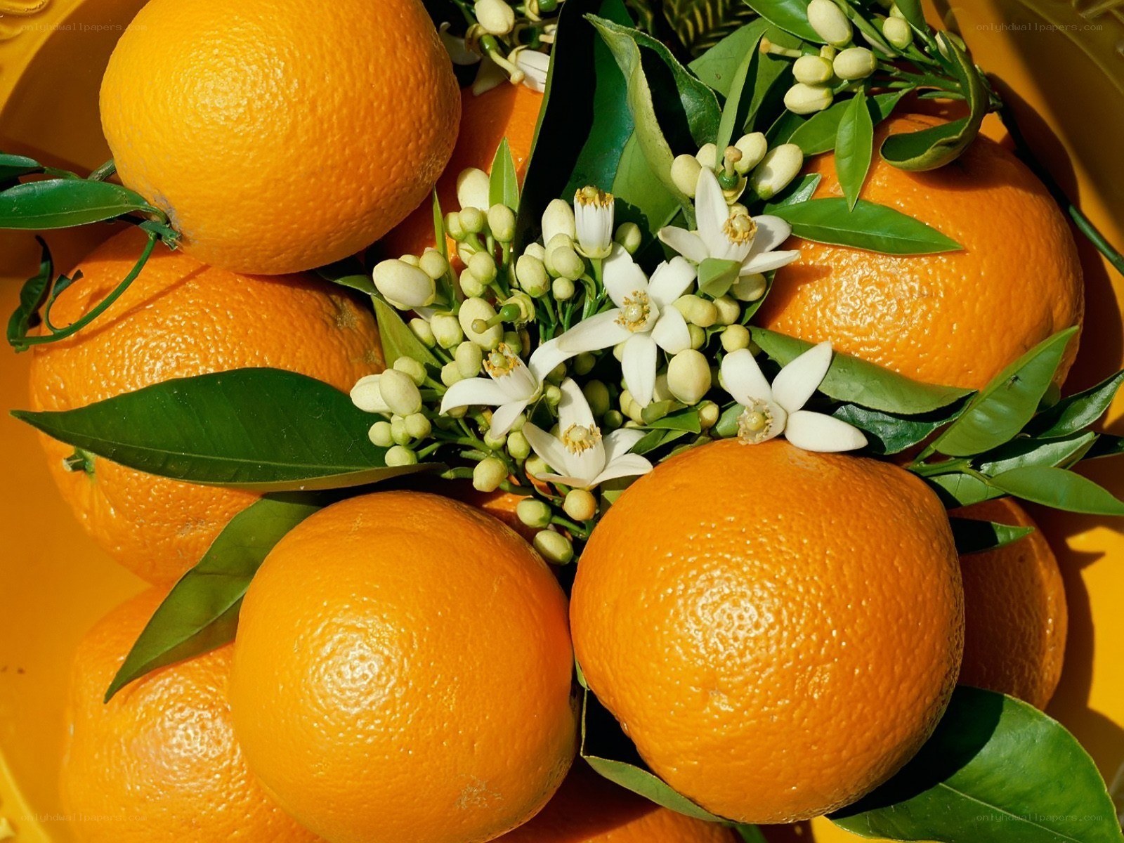 Oranges with blossoms and leaves