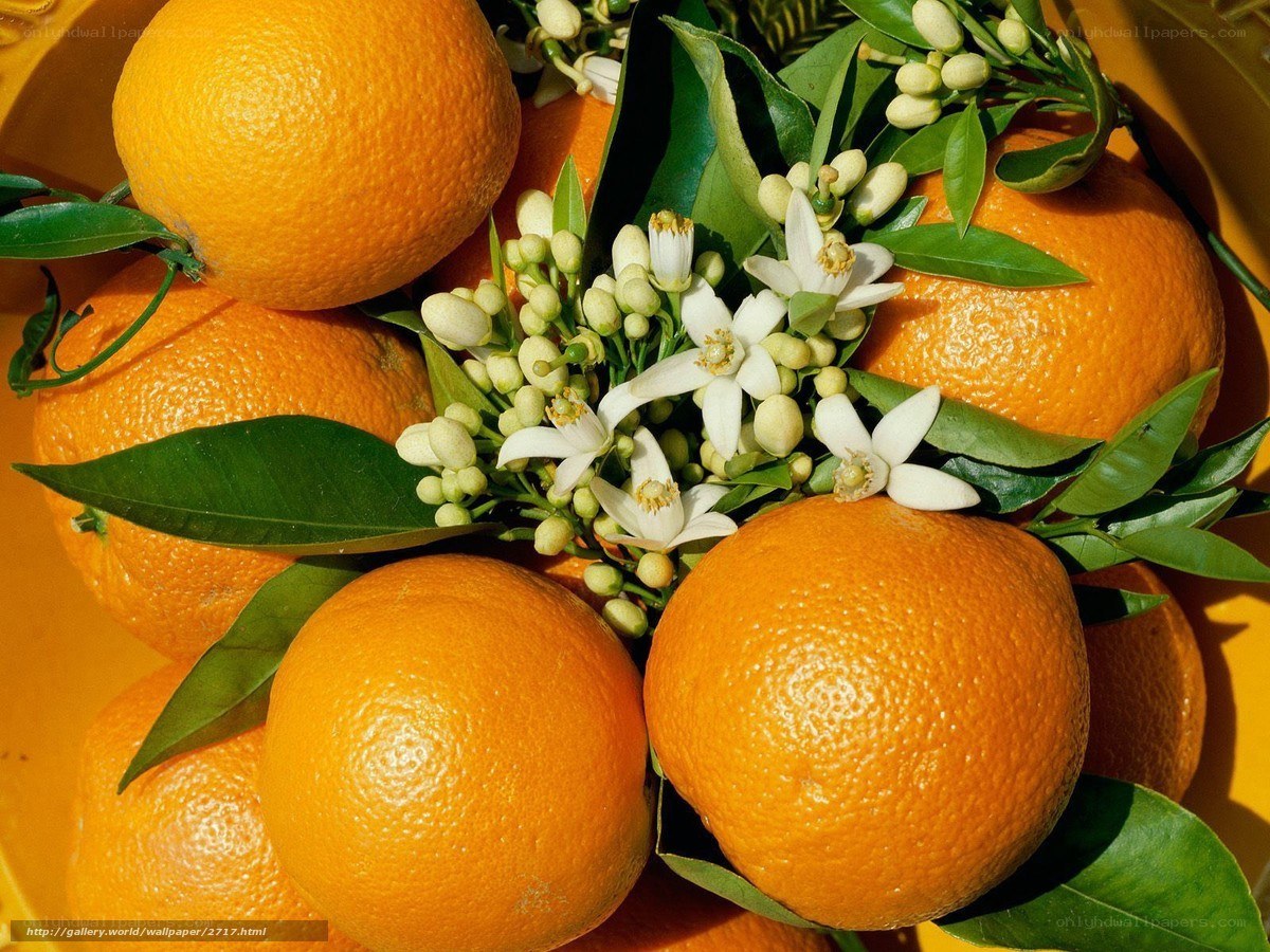 Oranges with blossoms and leaves