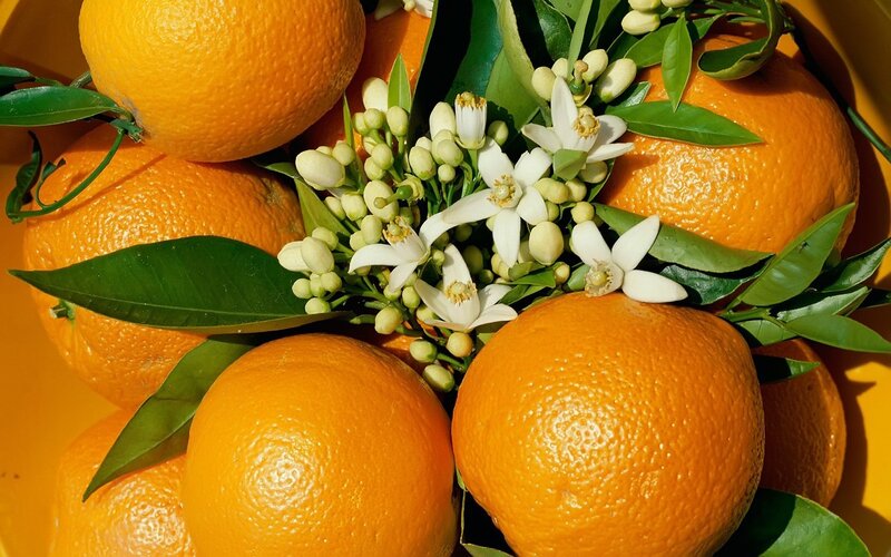 Oranges with Blossoms — Orange, Natural, Afternoon
