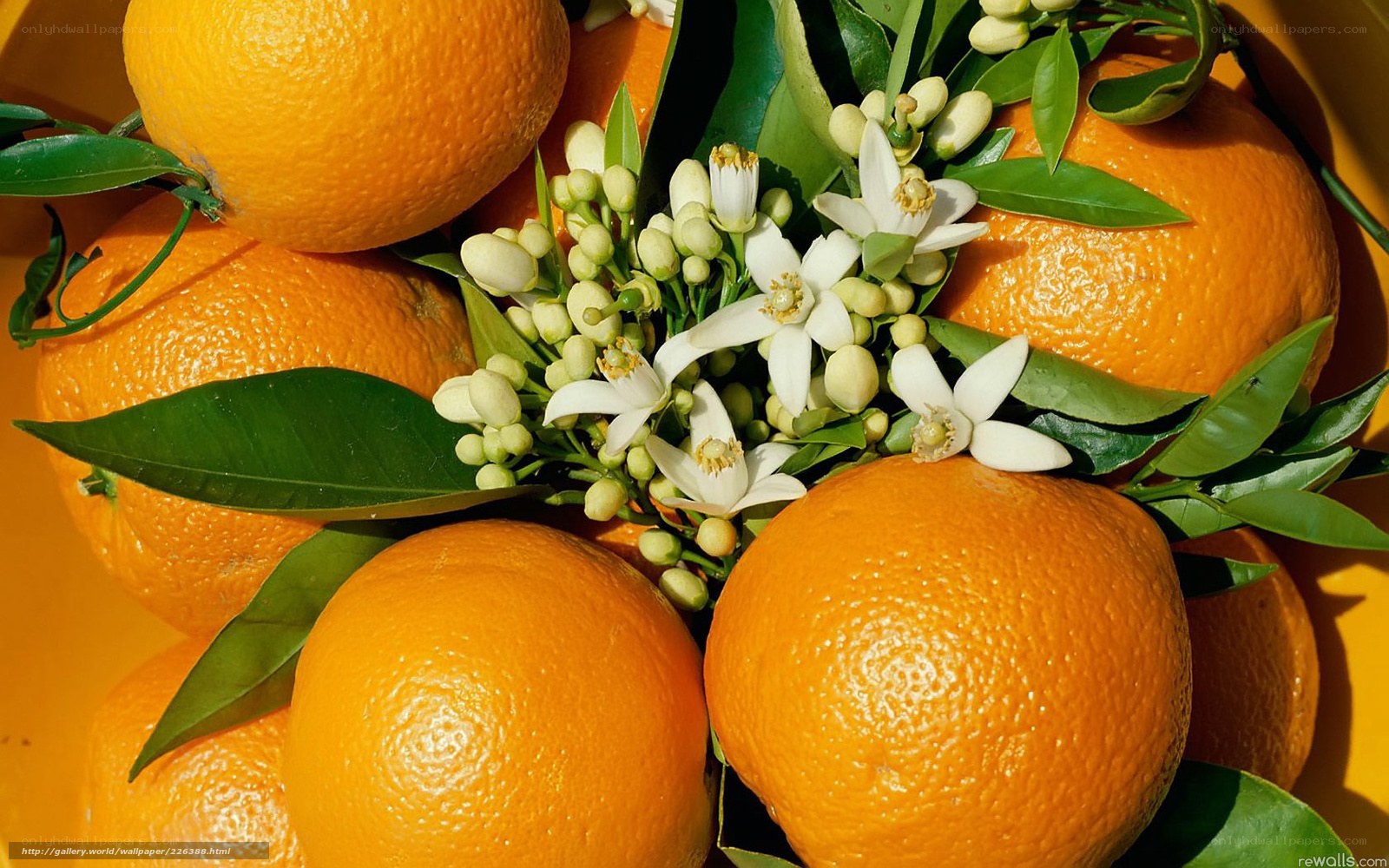 oranges with blossoms
