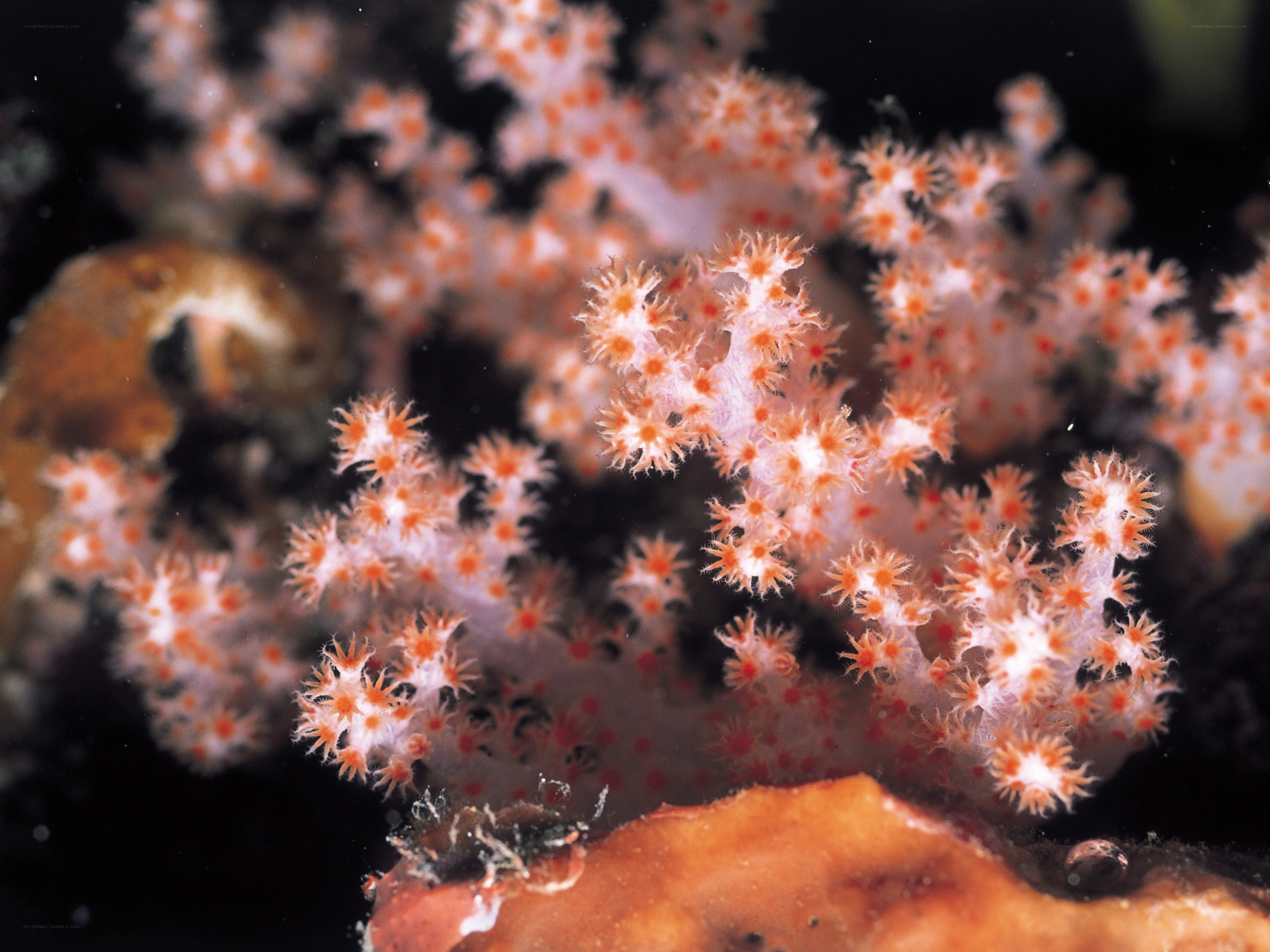 Orangish coral polyps