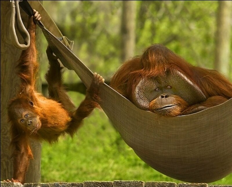 Orangutan and Baby