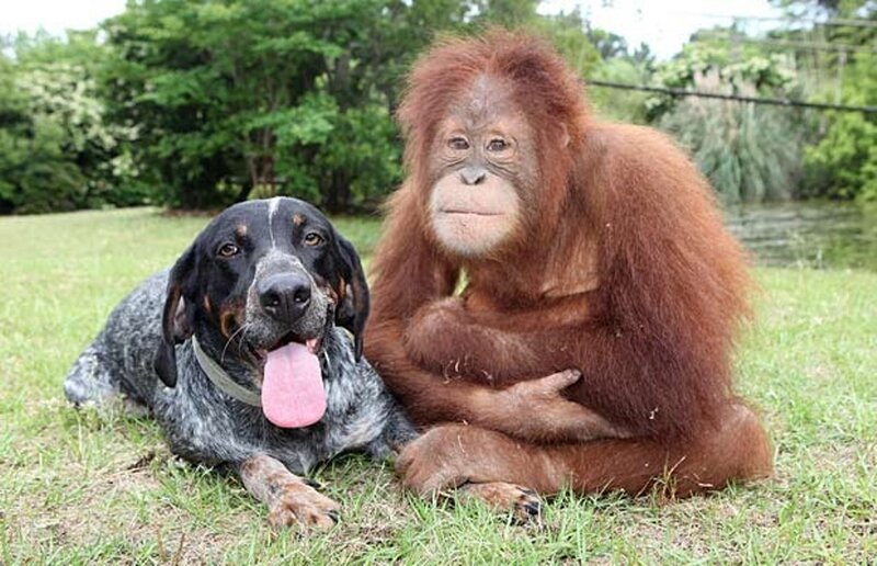 Orangutan and dog on grass
