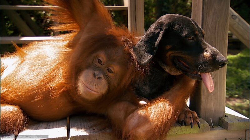Orangutan and dog resting together