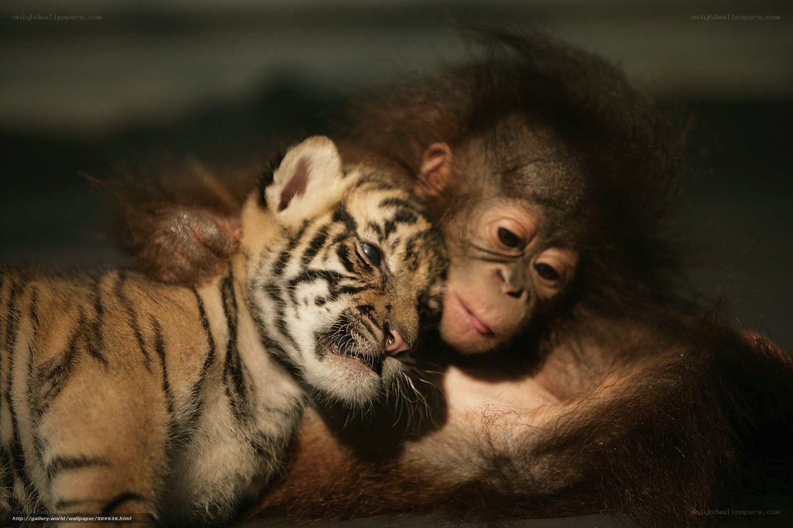 Orangutan and tiger cub cuddle