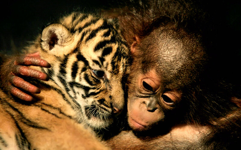 Orangutan and tiger cub cuddling