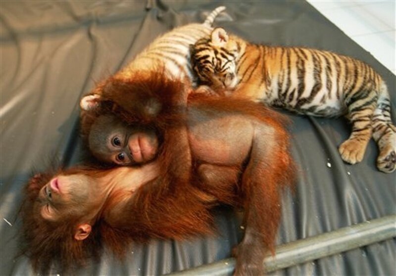 Orangutan and tiger cubs resting