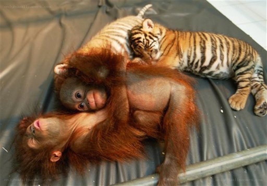 Orangutan and tiger cubs resting