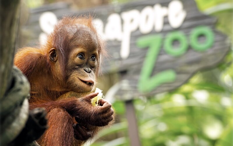 Orangutan at Singapore Zoo