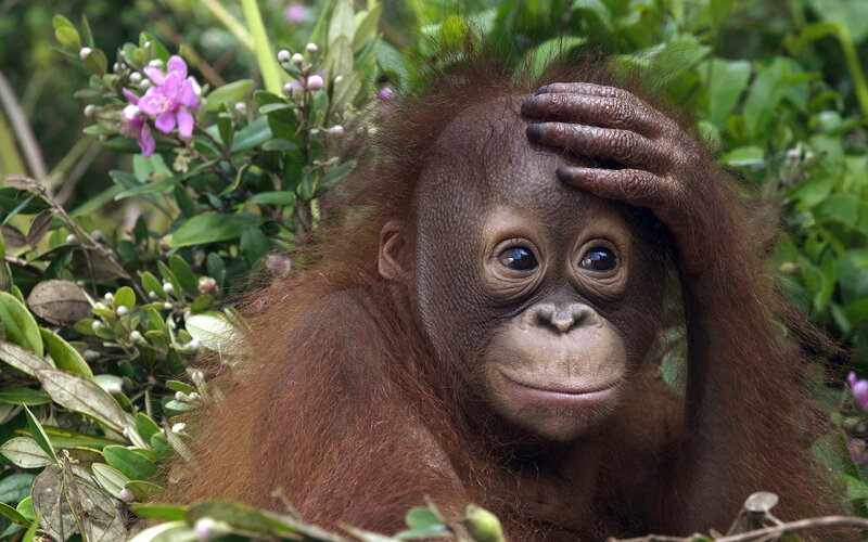 Orangutan Baby — Brown, Calm, Afternoon
