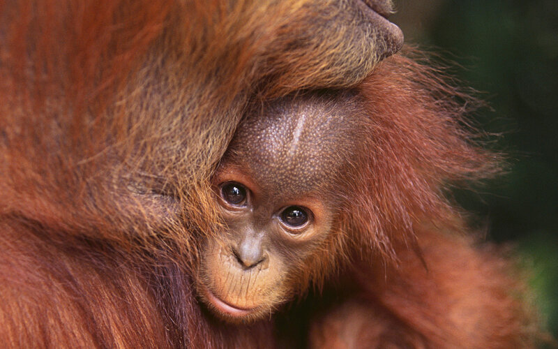Orangutan Baby — Brown, Calm, Photograph