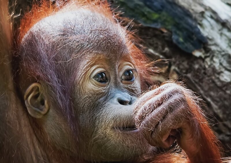 Orangutan Baby — Brown, Calm, Photograph, Tree