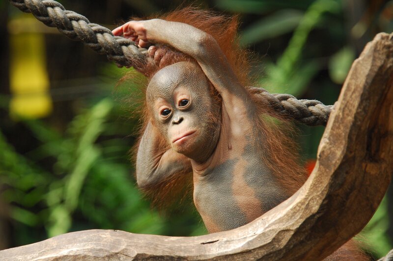 Orangutan Baby — Brown, Calm