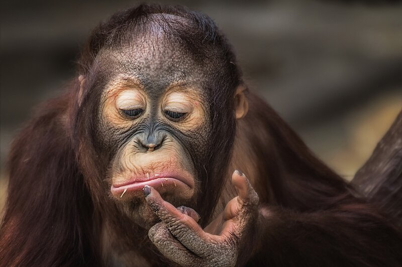 Orangutan Baby — Brown, Contemplative
