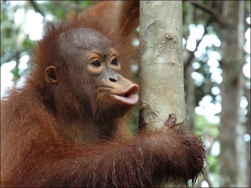 Orangutan Baby — Brown, Natural