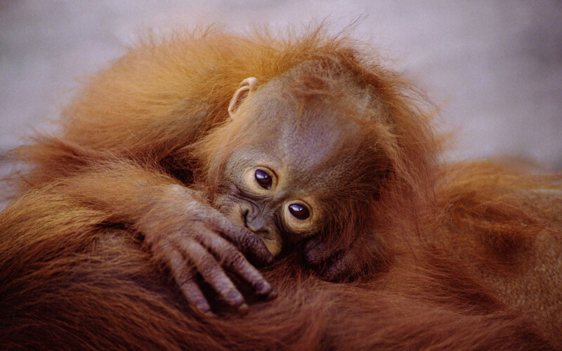 Orangutan Baby — Brown