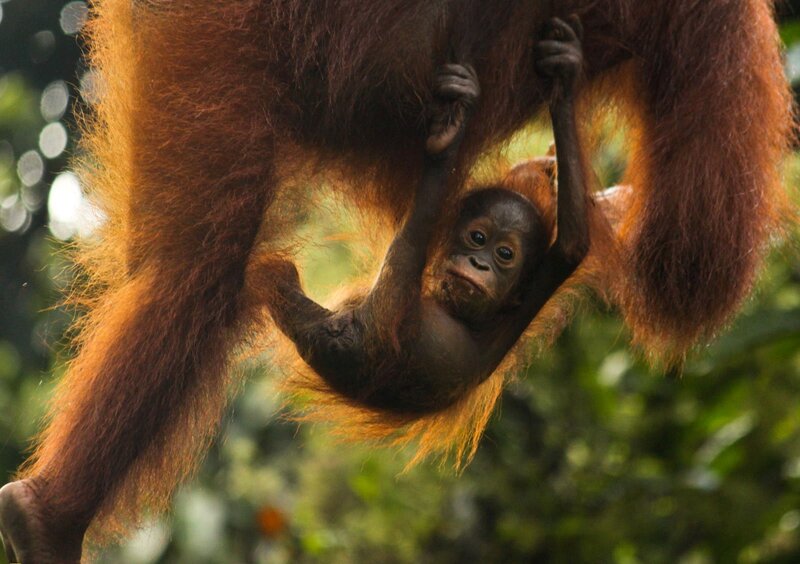 Orangutan Baby Clinging — Brown