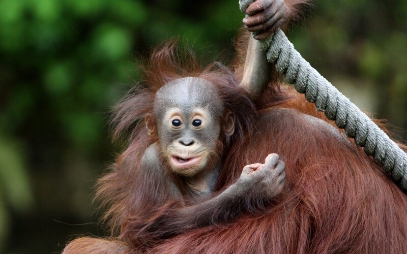 Orangutan baby clinging to rope