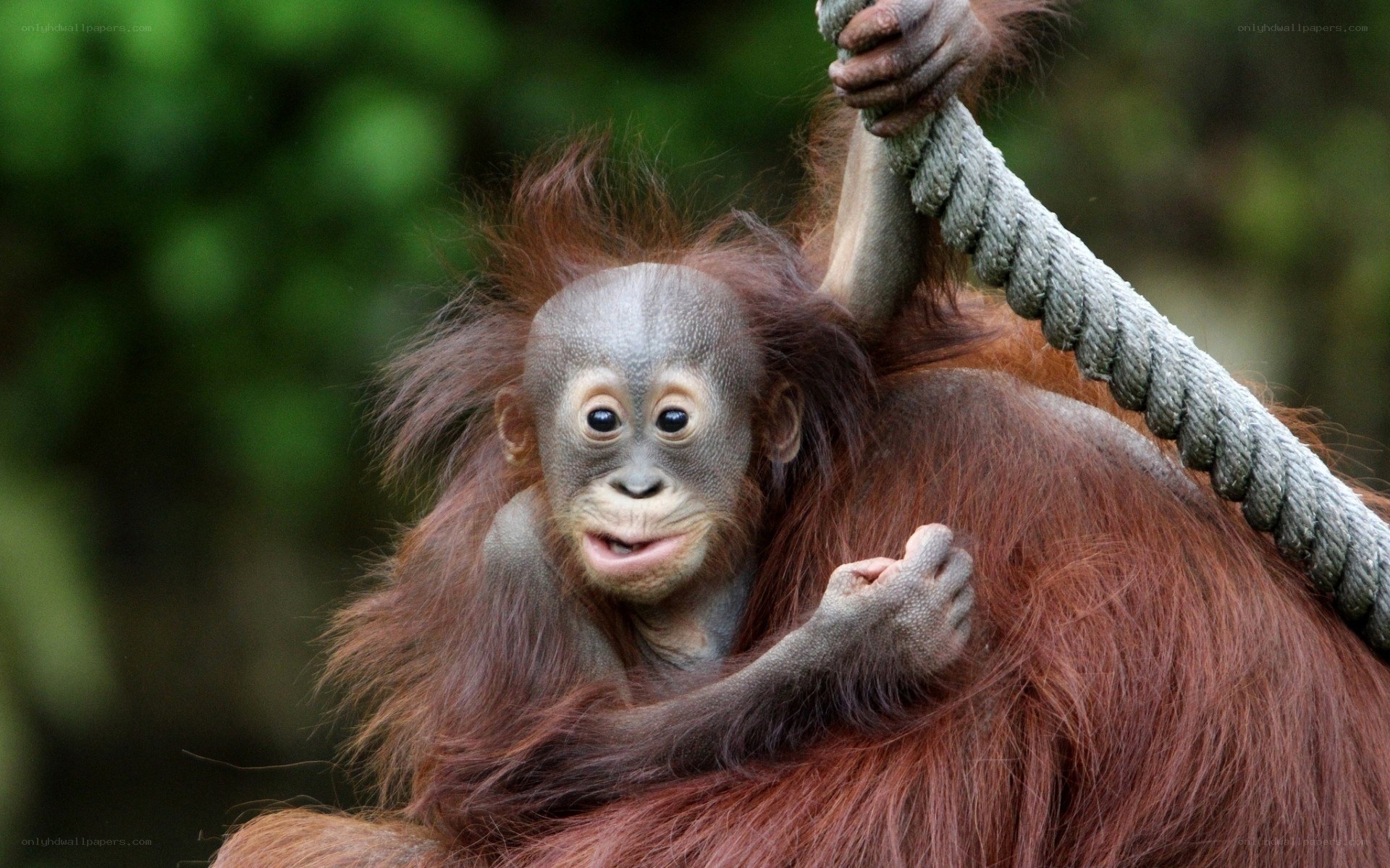 Orangutan baby clinging to rope