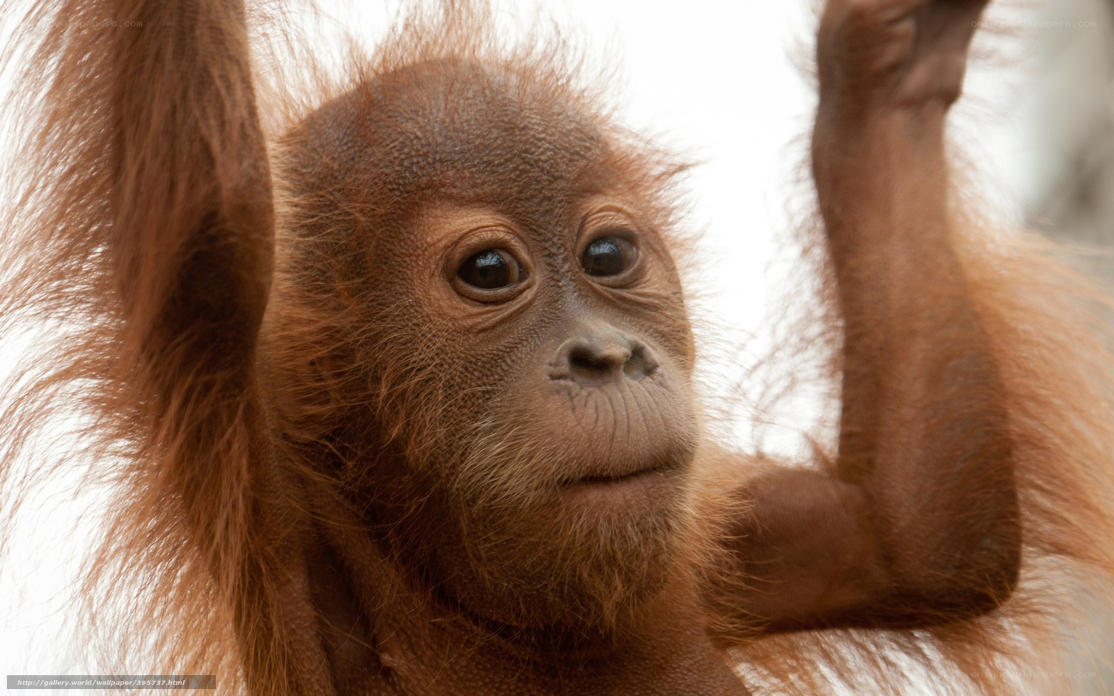 Orangutan baby close-up