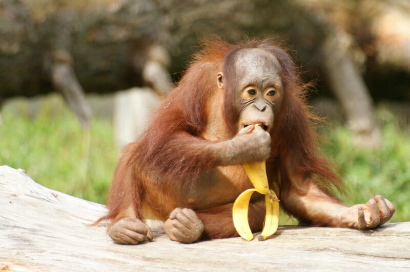 Orangutan Baby Eating Banana