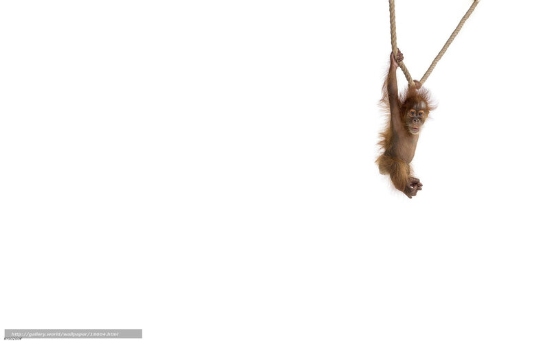 Orangutan baby hanging from rope