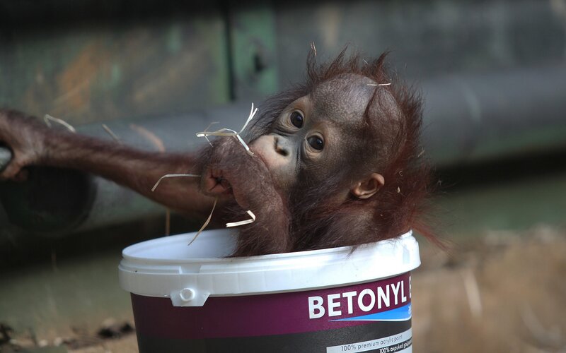 Orangutan baby in a bucket