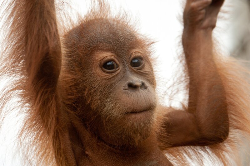 Orangutan baby in close-up