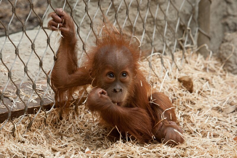 Orangutan baby in enclosure