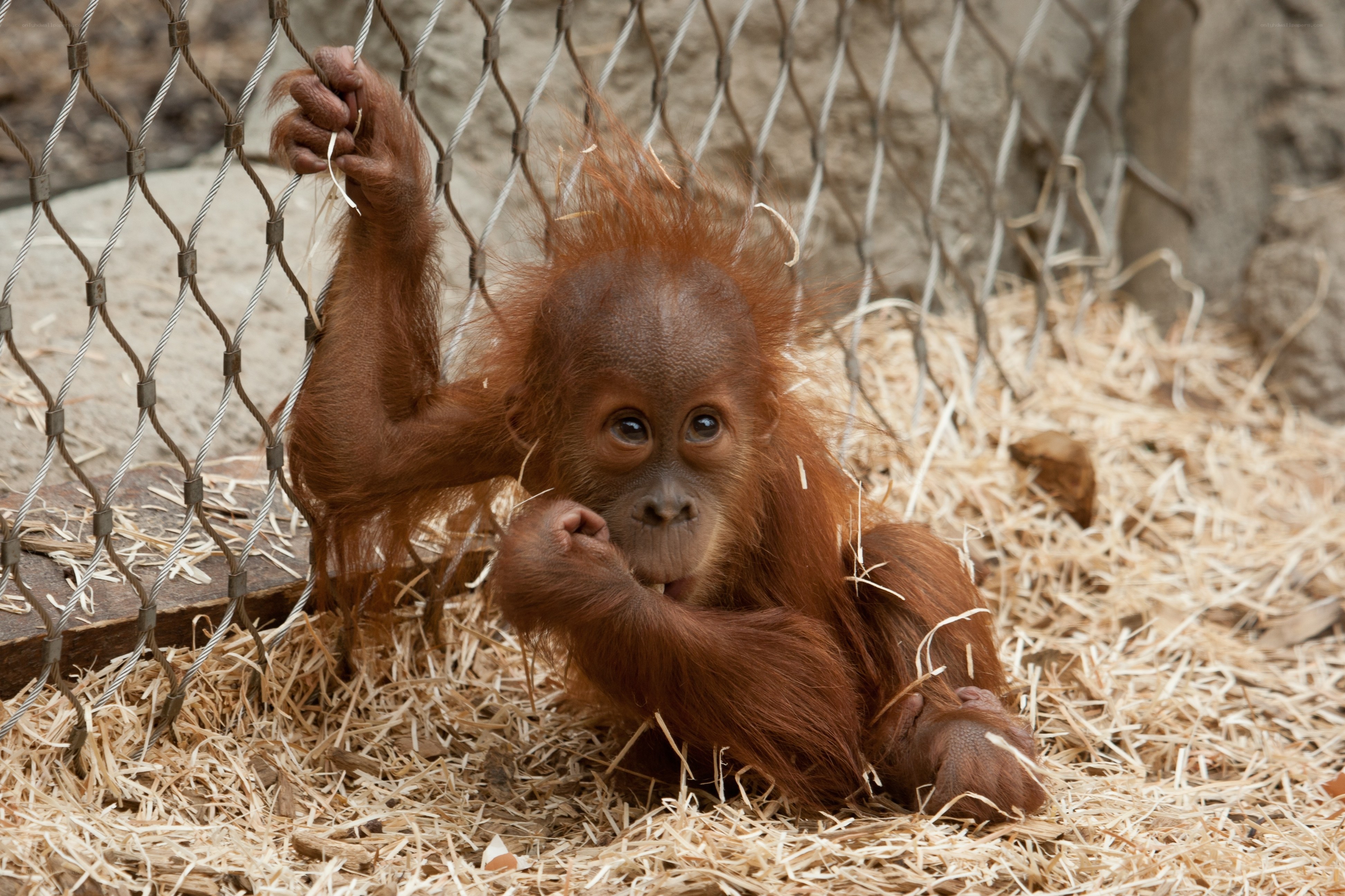 Orangutan baby in enclosure