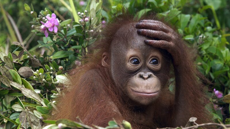 Orangutan baby in foliage