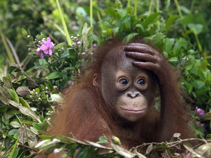 Orangutan baby in foliage