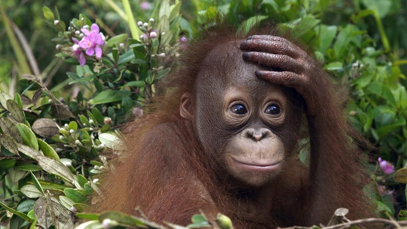 Orangutan Baby in Foliage — Brown, Calm