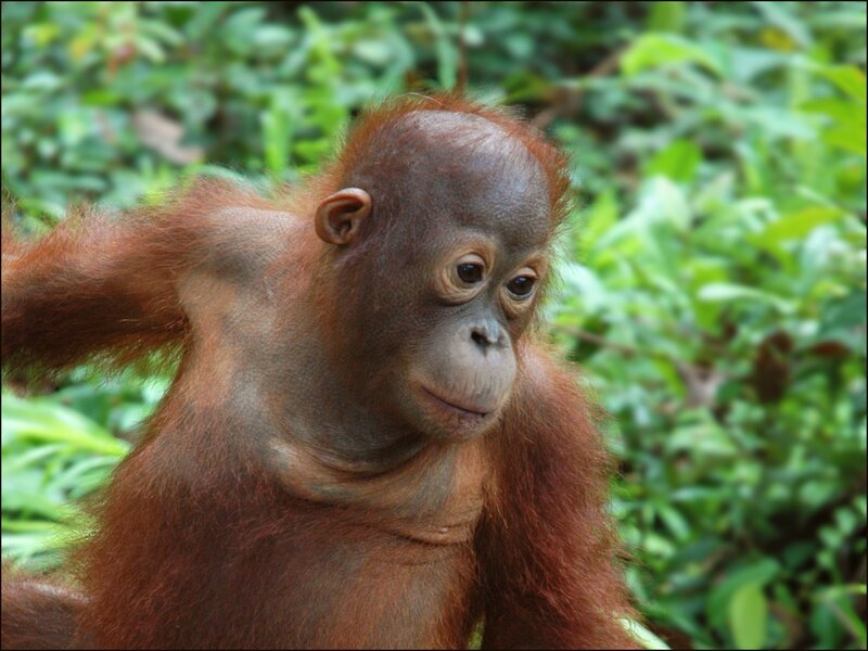 Orangutan baby in forest