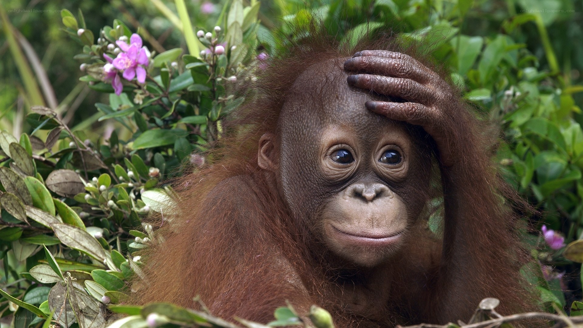 Orangutan baby in forest