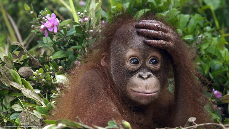 Orangutan baby in forest