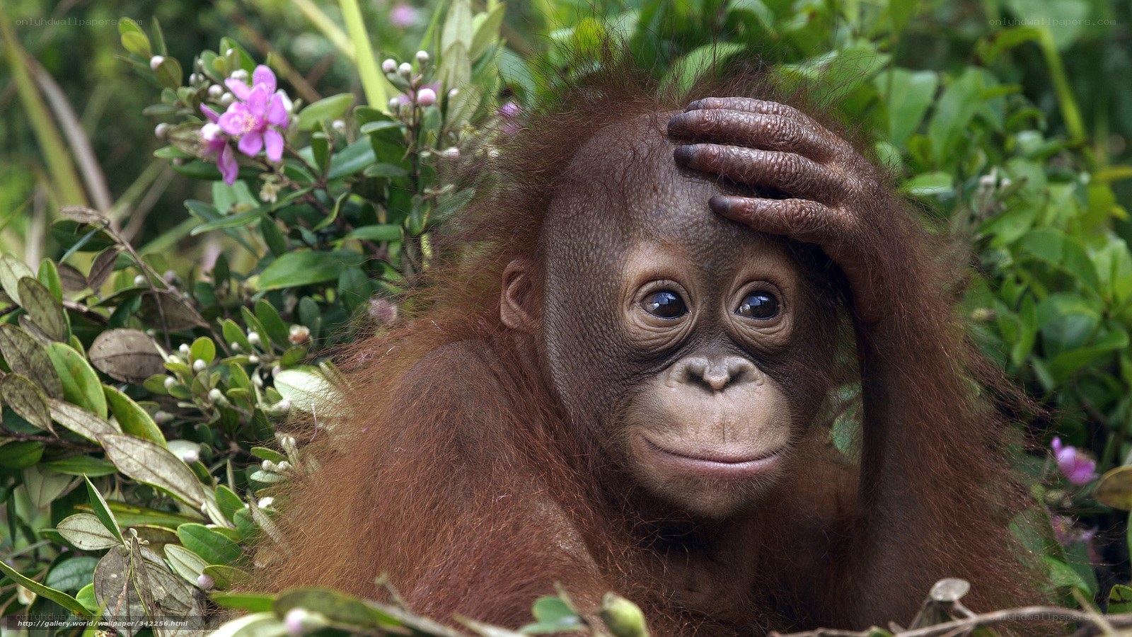 Orangutan baby in forest