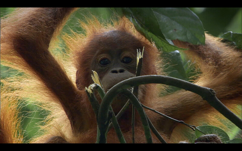 Orangutan baby in forest