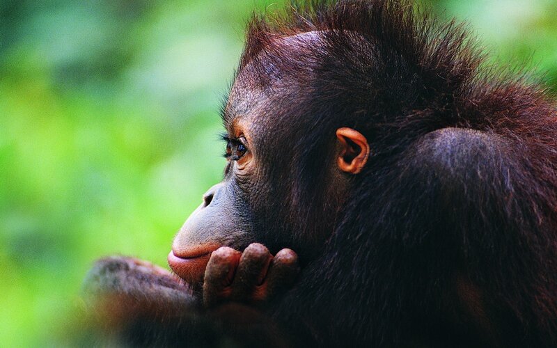 Orangutan baby in forest