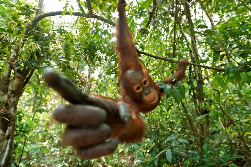 Orangutan baby in forest